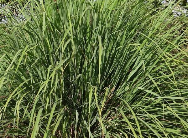 Zitronella ätherisches Öl